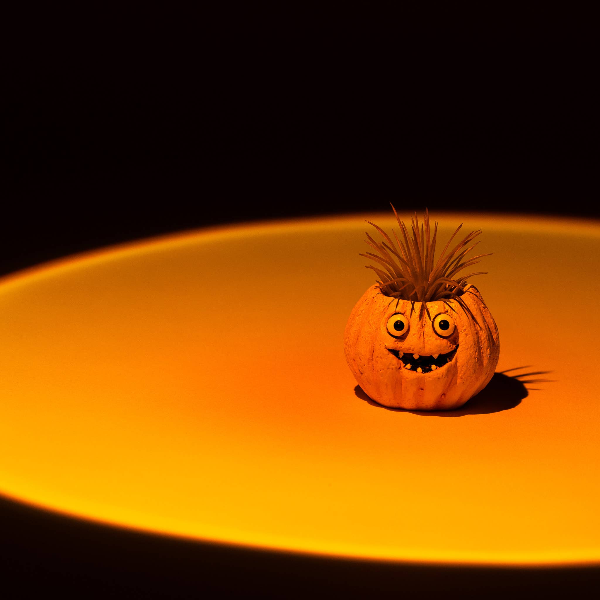 Snickers Mini Blobhouse Pumpkin Planter Succulent & Air Plant Pot